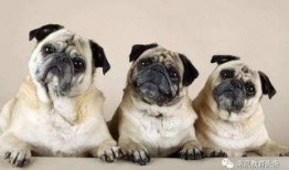 巴哥周年庆爆料视频完整版,揭秘完整版爆料视频精彩瞬间